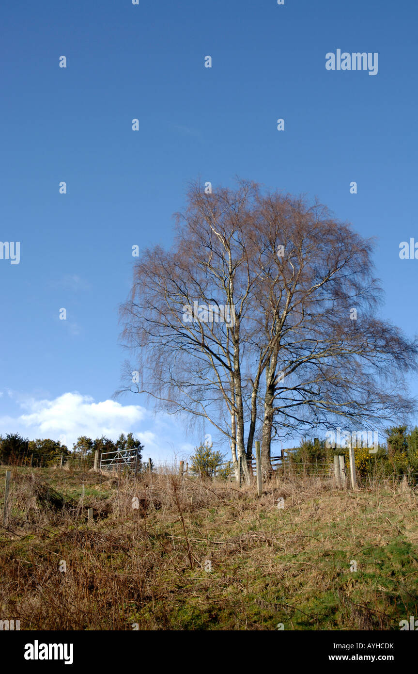 Ackerland, die rund um die Stadt von Crieff Perthshire Schottland Stockfoto