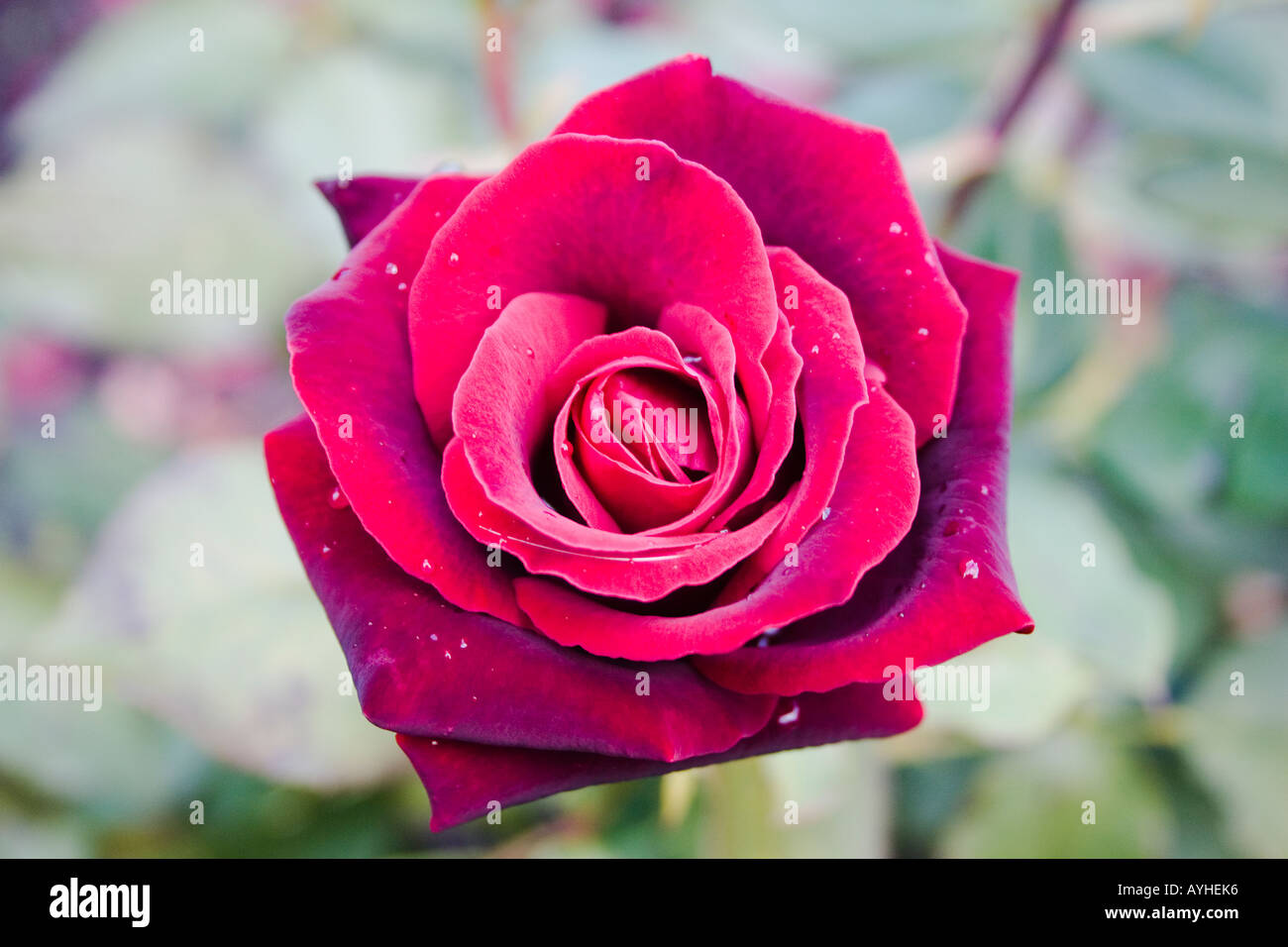 Tief rote rose mit Tautropfen gegen Laub Linda Vista botanischen Gärten Abergavenny UK Stockfoto