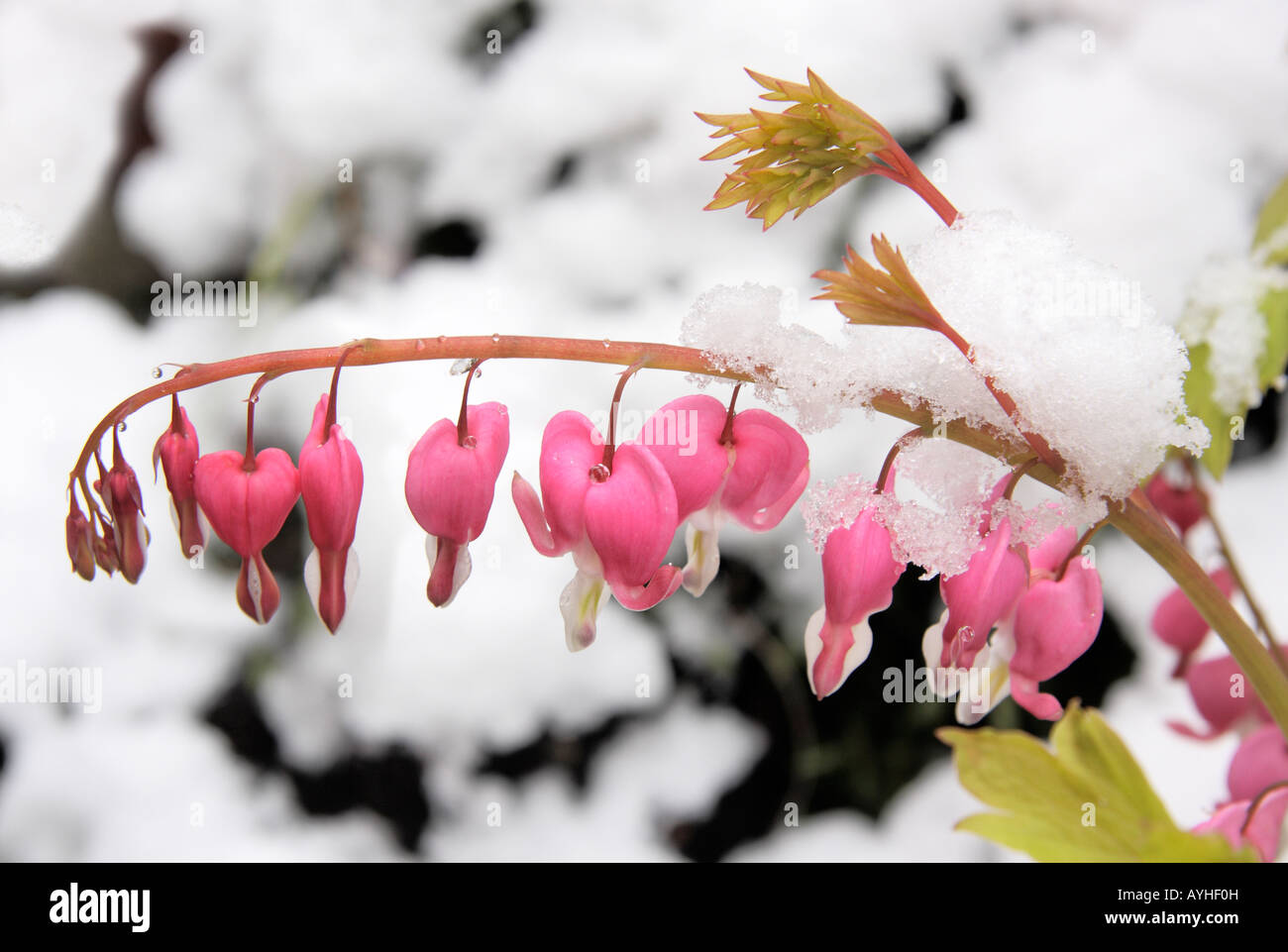 Herzen und Blumen im Schnee 2 - Radley Oxfordshire Stockfoto