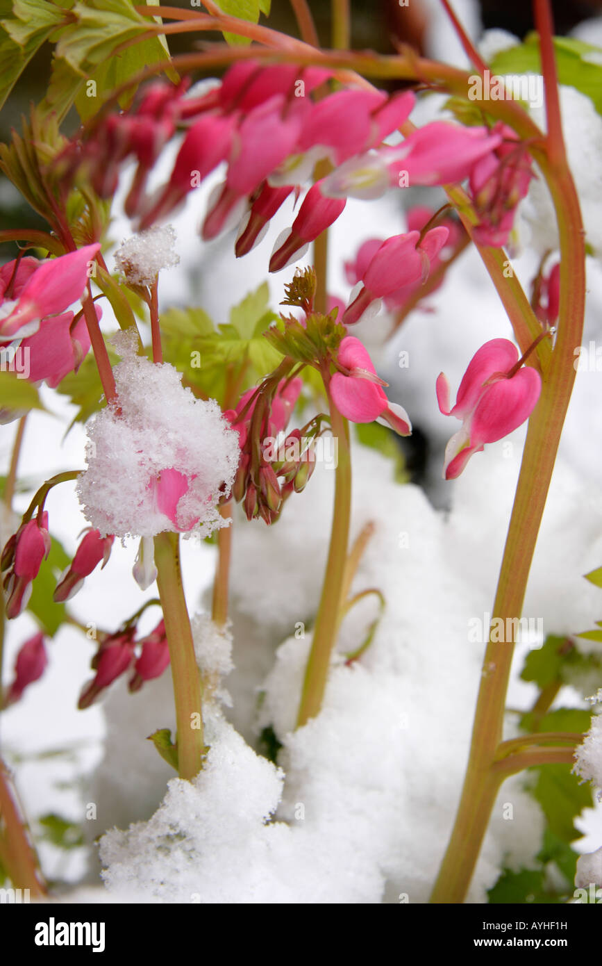 Herzen und Blumen in den Schnee-Radley Oxfordshire Stockfoto