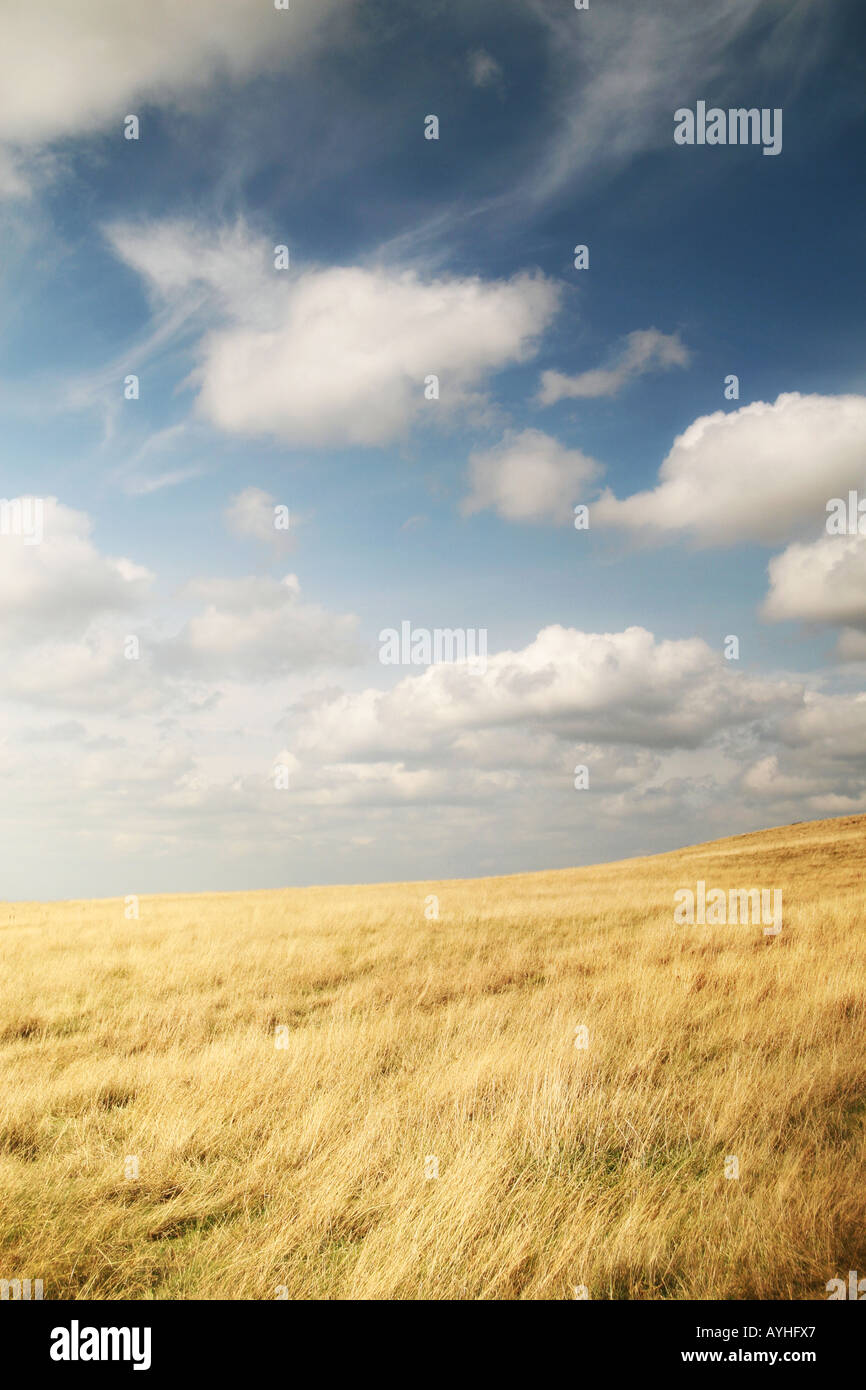 Feld Gras im Wind wiegenden Stockfoto