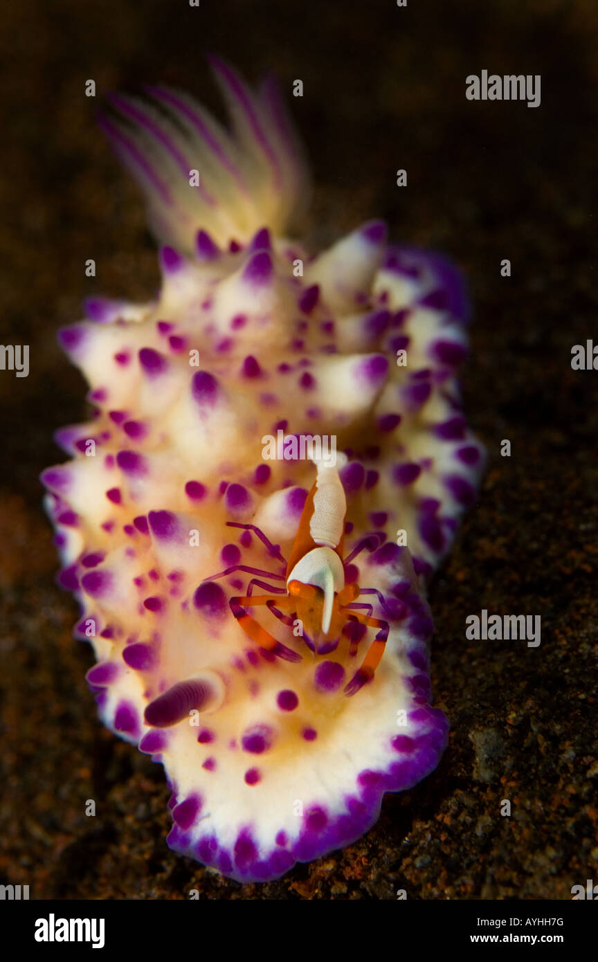 Eine kleine Garnele Periclemenes Imperator auf Mexichromis Multituberculata Nacktschnecken Tulamben-Bali-Indonesien-Pazifik Leben Stockfoto