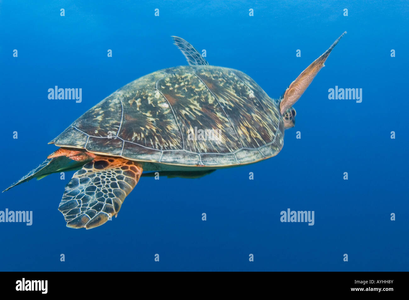Grüne Schildkröte Closeup Chelonia Mydas Gili Trawangan Lombok Indonesien Pazifik vom Aussterben bedrohte Arten Stockfoto
