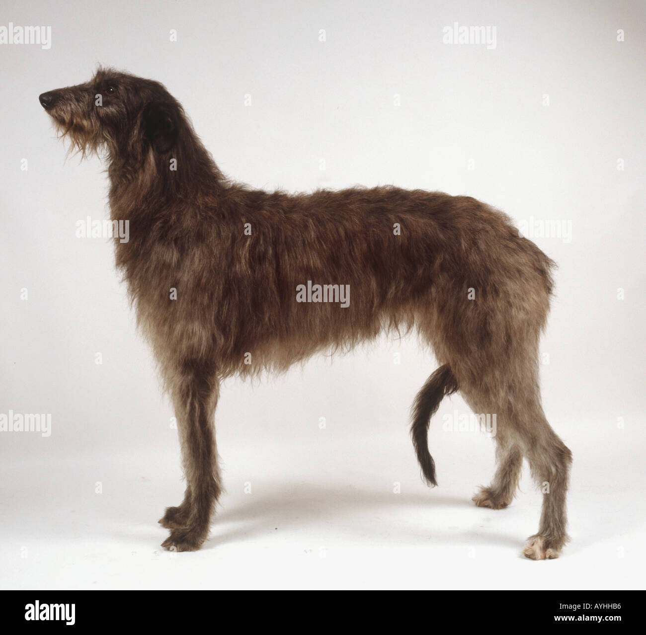 Deerhound stehen. Stockfoto