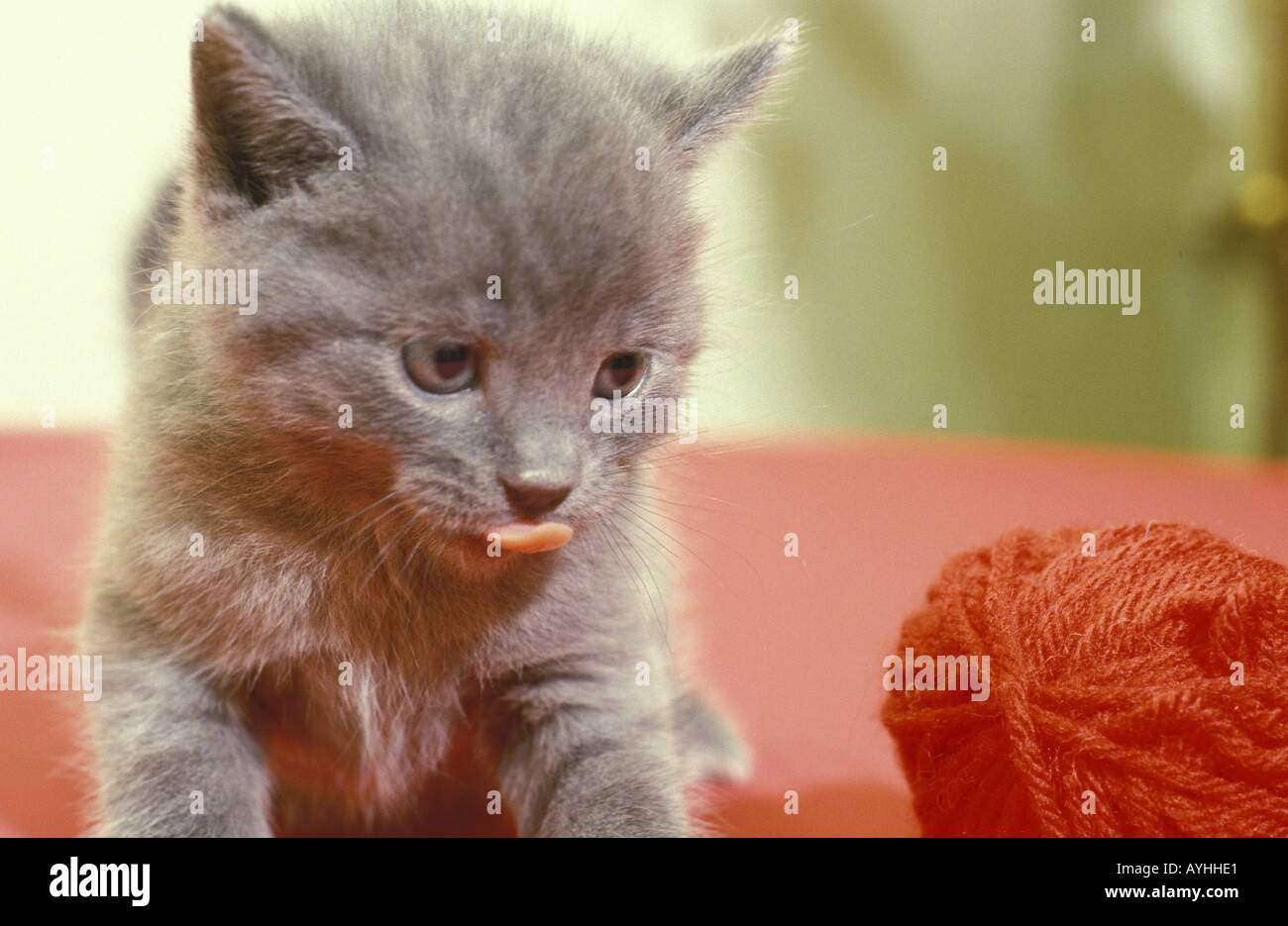Kleines Kaetzchen Auf Rotem Tuch Stockfoto