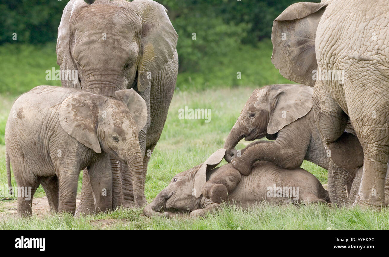 Afrikanische Elefanten Loxodonta africana Stockfoto