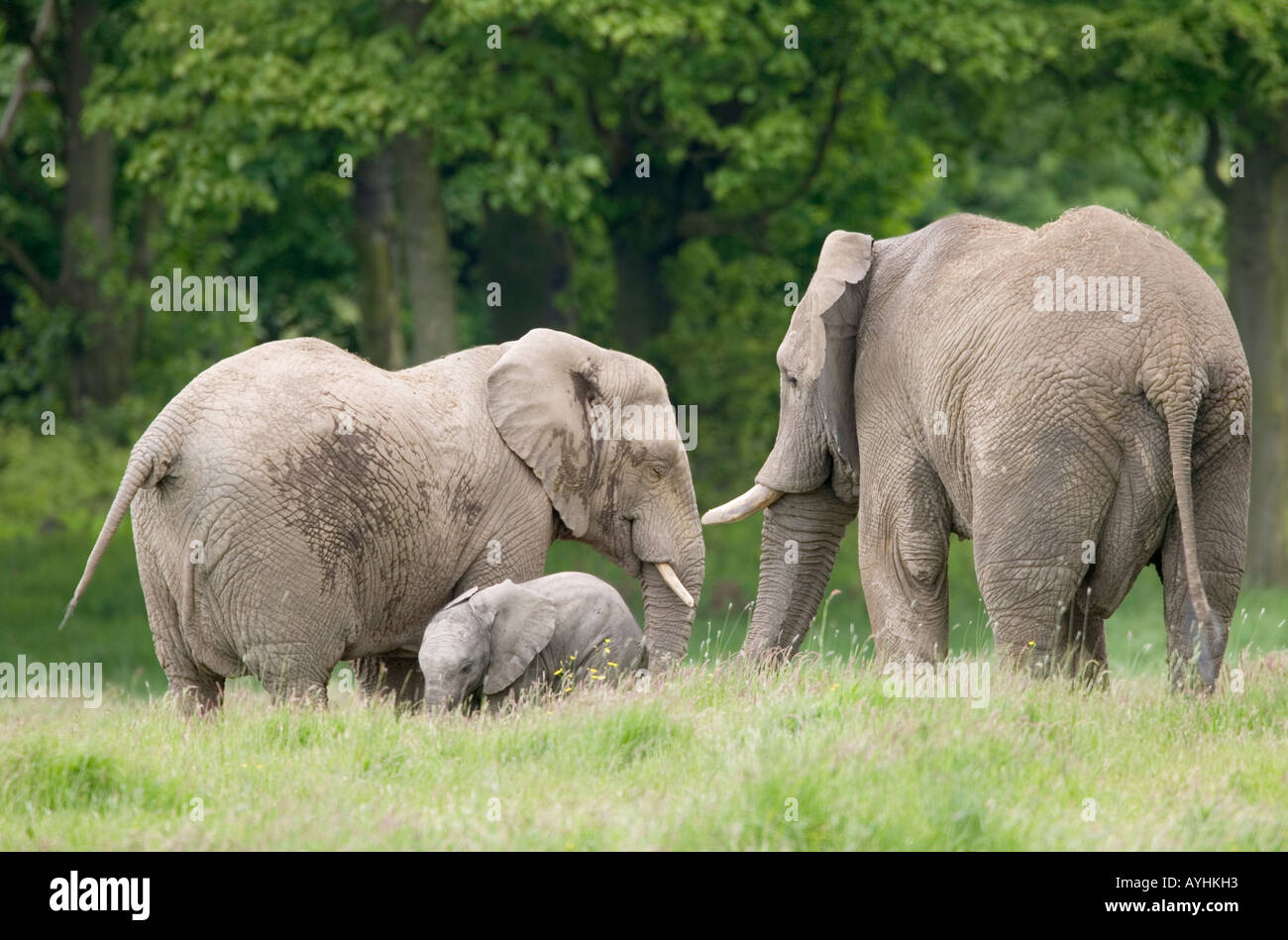 Afrikanische Elefanten Loxodonta africana Stockfoto