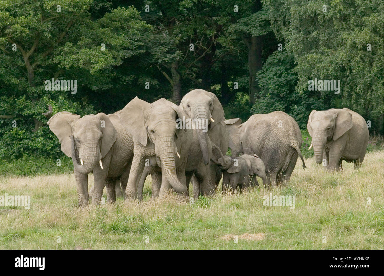 Afrikanische Elefanten Loxodonta africana Stockfoto