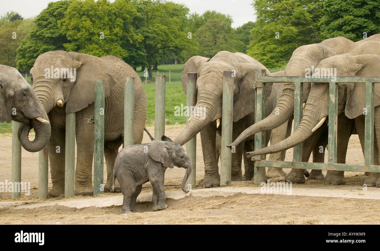 Afrikanische Elefanten Loxodonta africana Stockfoto