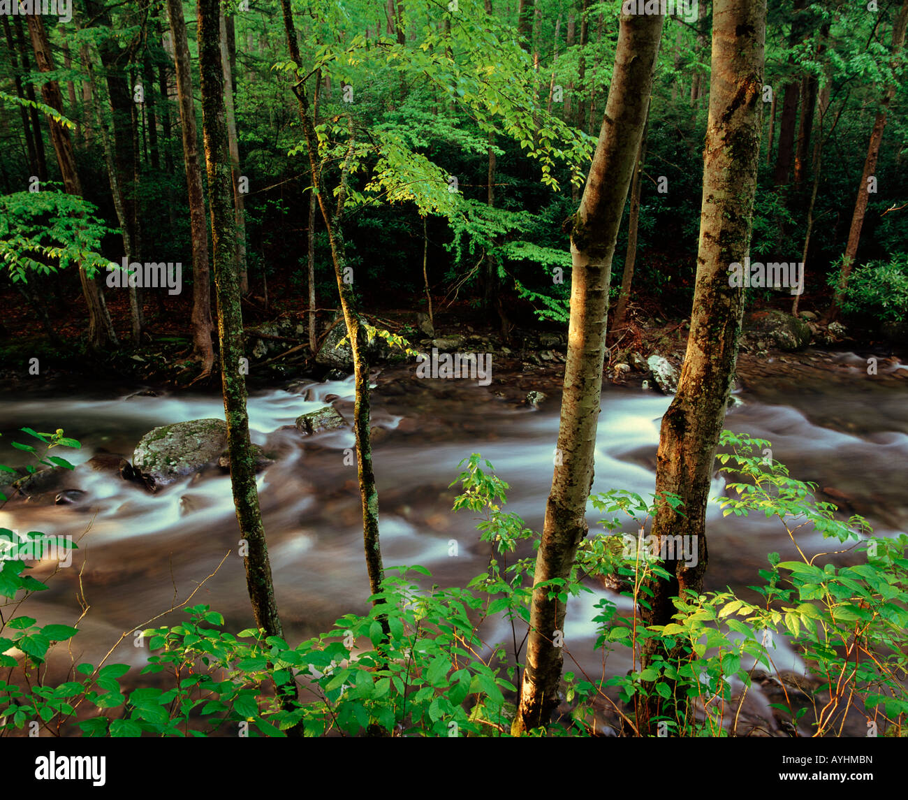 Little River, Great Smoky Mountains National Park, Tennessee USA Stockfoto