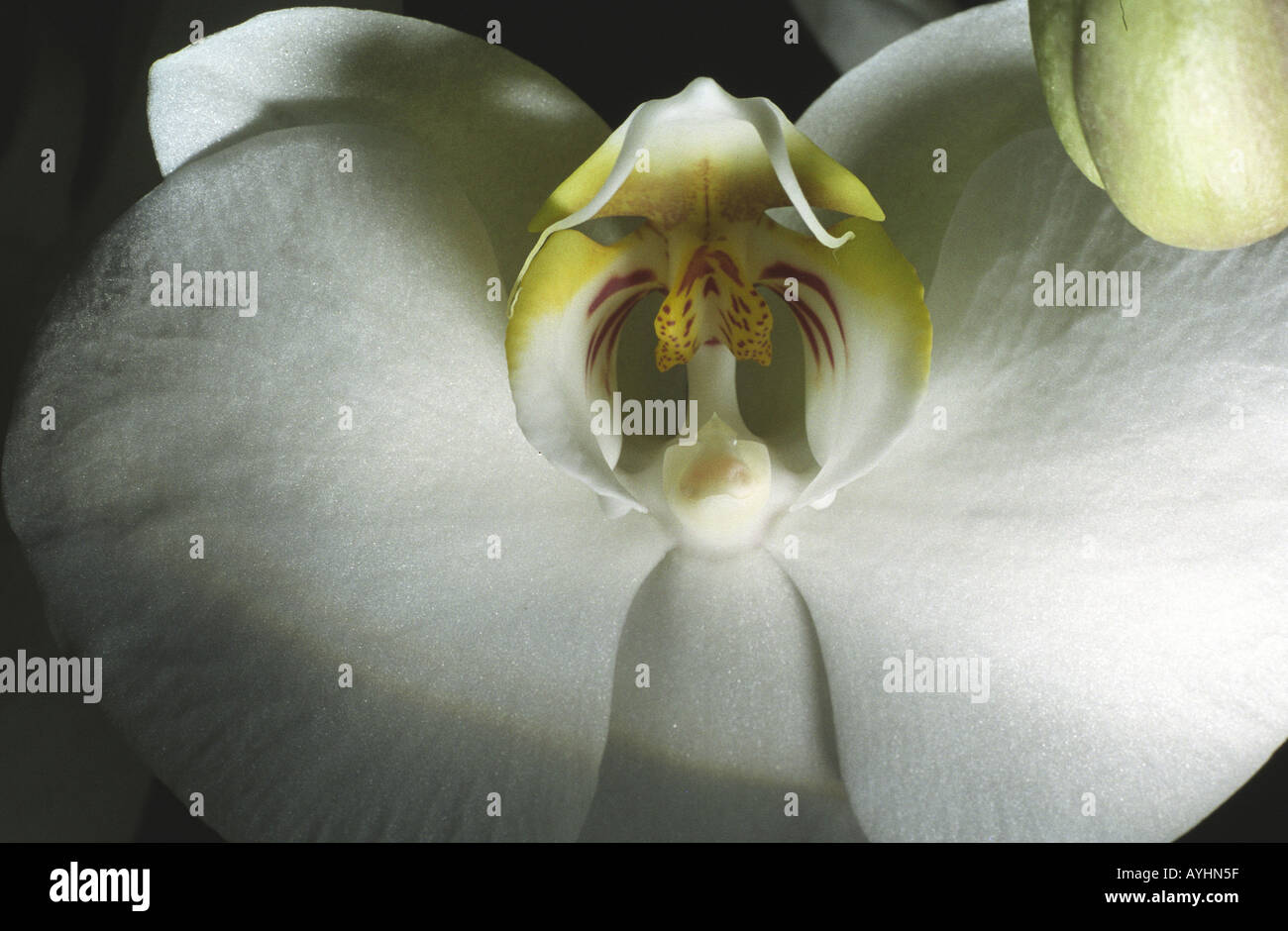 Weisse Orchidee Stockfoto
