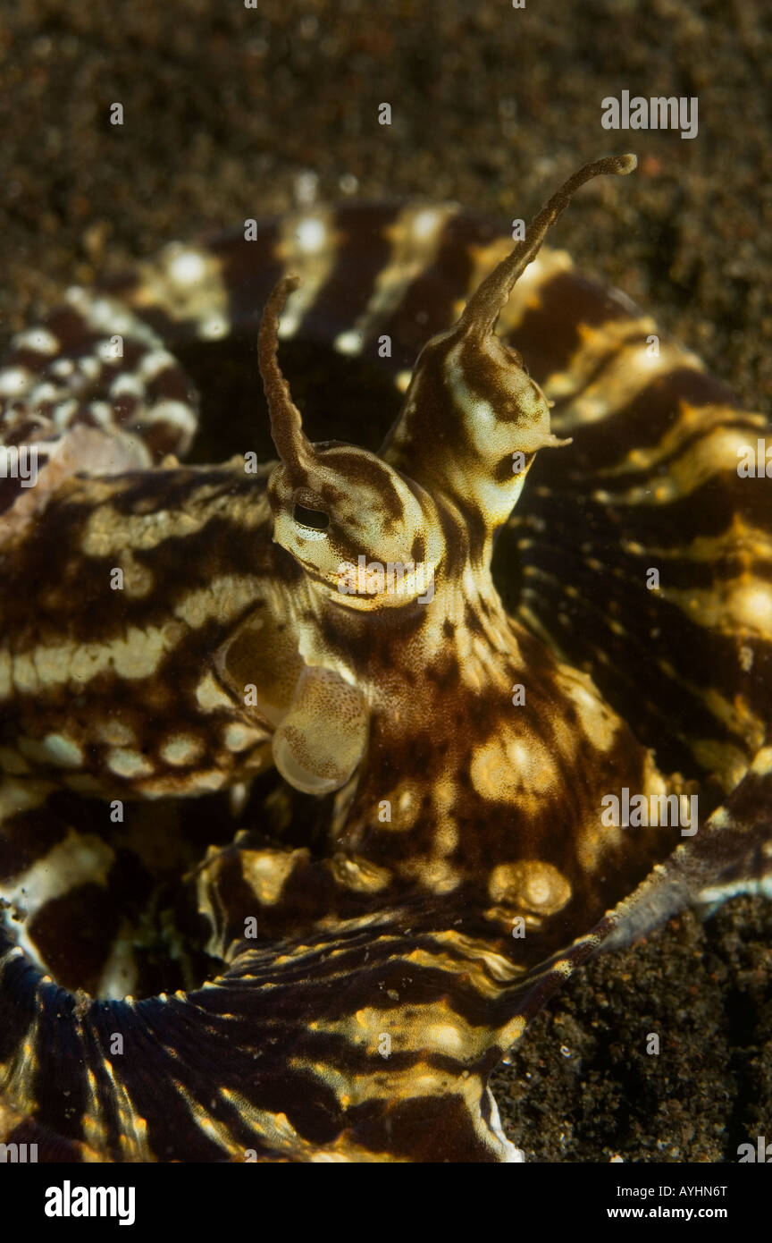 Mimic Octopus-Thaumoctopus Mimicus eine lange bewaffnete Krake, die erhebliche Intelligenz Puri Jati North Bali Indonesien zeigt Stockfoto