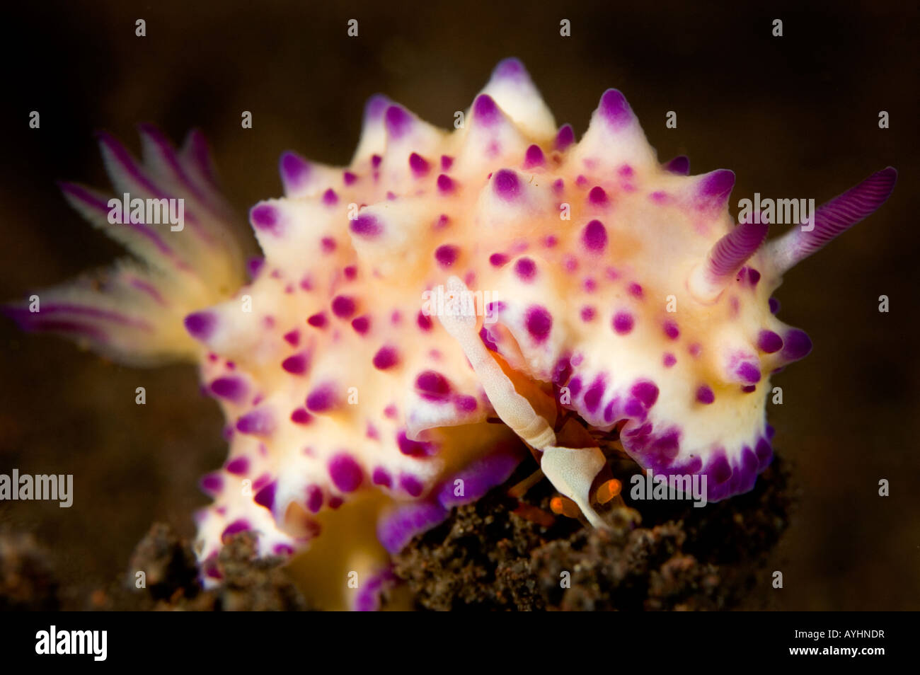 Eine kleine Garnele Periclemenes Imperator auf Mexichromis Multituberculata Nacktschnecken Tulamben-Bali-Indonesien-Pazifik Leben Stockfoto