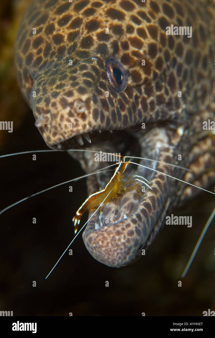 Leopard Muräne Gymnothorax Favagineus gereinigt von scarlet Lady Garnele Lysmata Amboinensis Tulamben-Bali-Indonesien-Pazifik Stockfoto
