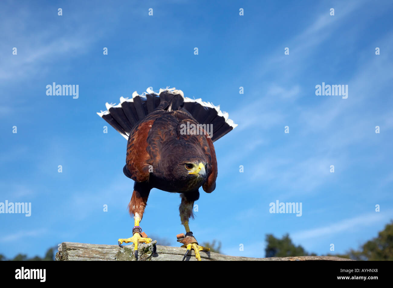 Harris Hawk, von einen Barsch in der Raptor Mitte Groombridge Place Kent ausziehen Stockfoto