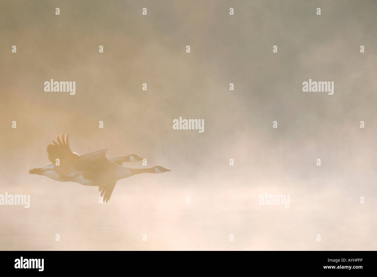 Branta Canadensis. Kanadagänse durch Dawn Nebel fliegen. Oxfordshire, Vereinigtes Königreich Stockfoto