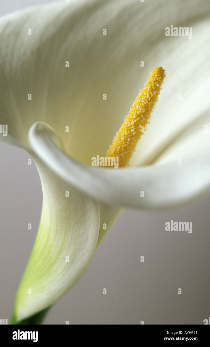 Weisse Lilie Kalla Stockfoto