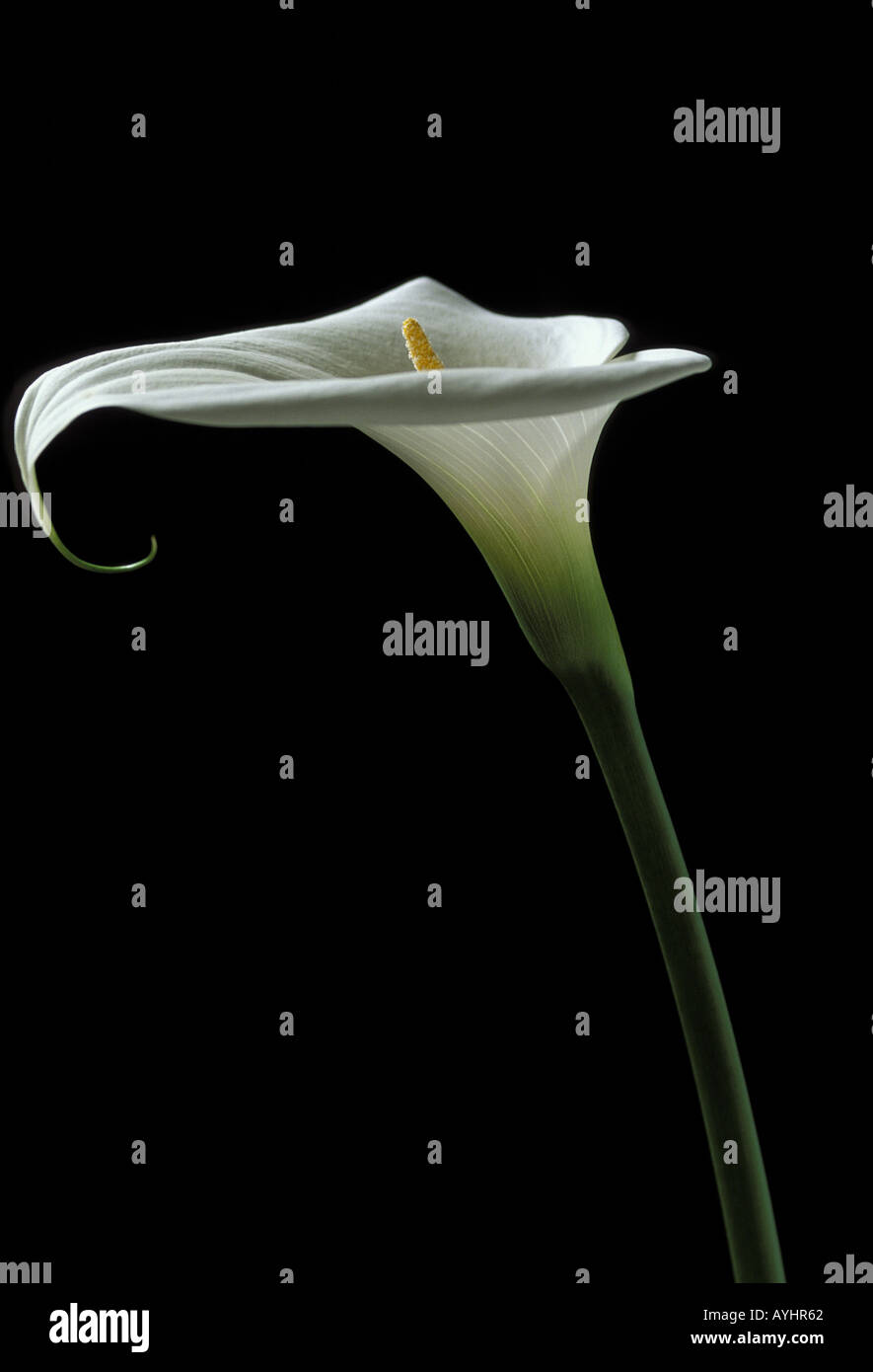 Weisse Lilie Kalla Stockfoto