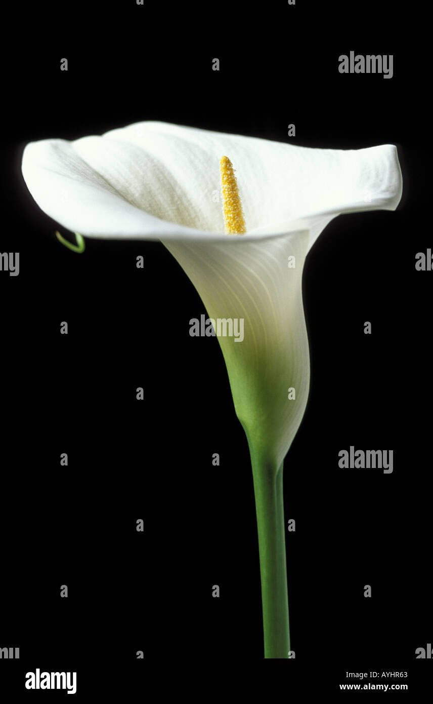 Weisse Lilie Kalla Stockfoto