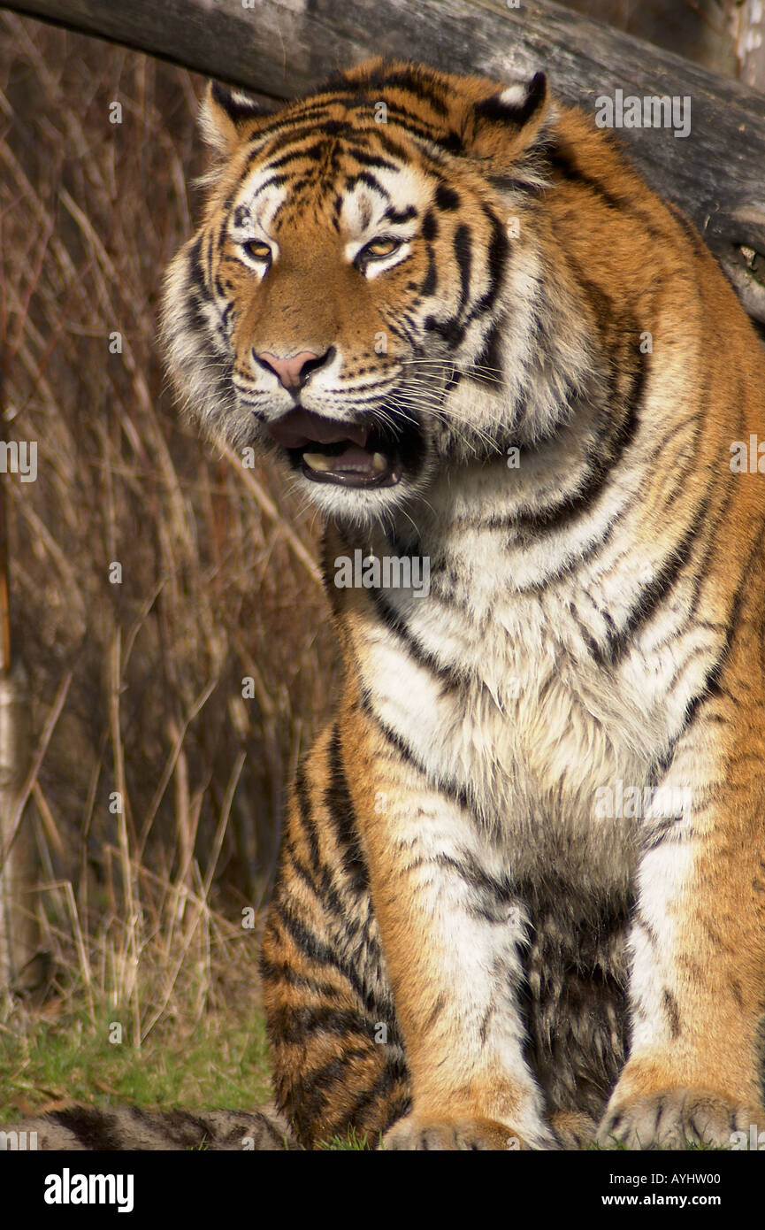 Fauchender Tiger Stockfoto