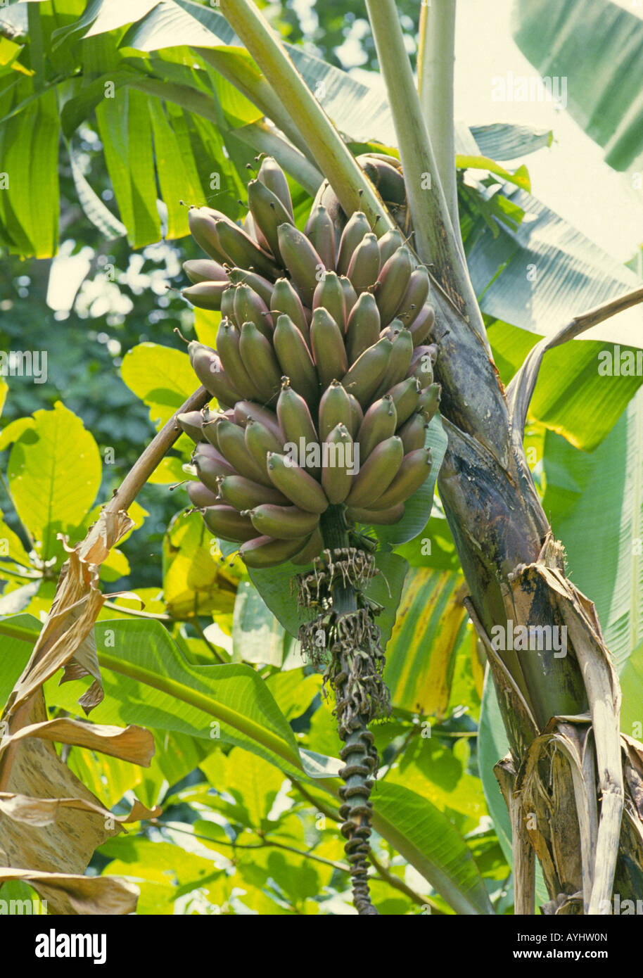 Eine Herde von Bananen auf eine Bananenstaude im Regenwald des  Amazonasbeckens Stockfotografie - Alamy