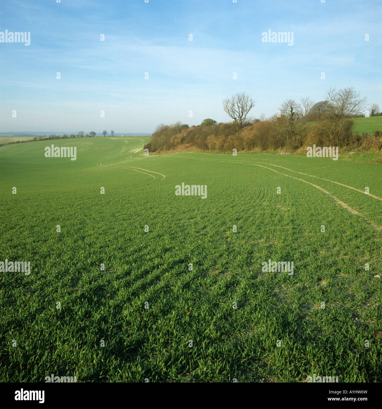 Seasons Serie große Kreide Downland Feld Combe Berkshire Sämling Weizen Ernte Februar Stockfoto
