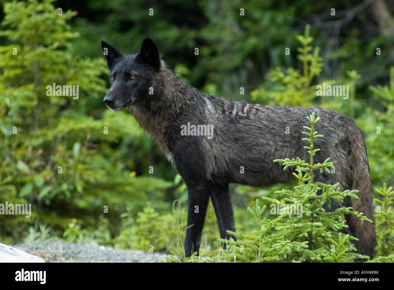 schwarzer Wolf im Wald Stockfoto
