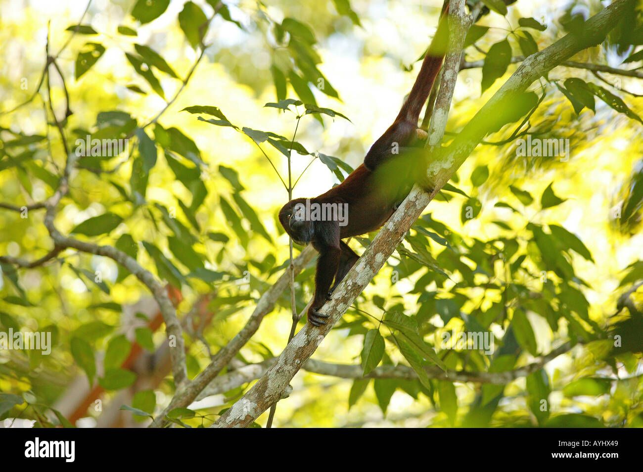 Ein Roter Bruellaffe Klettert in Den Baeumen Amazonas Stockfoto