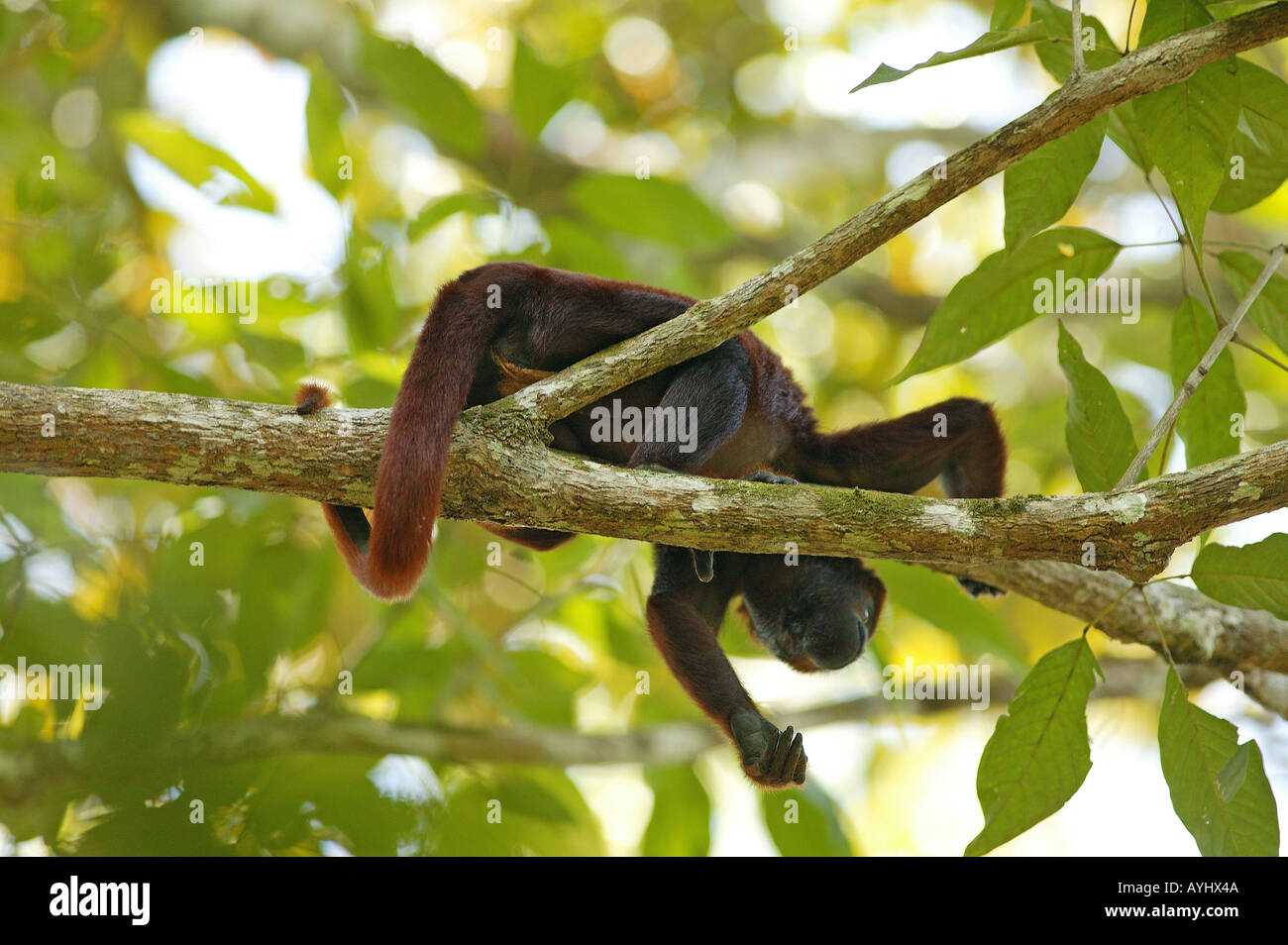 Ein Roter Bruellaffe Klettert in Den Baeumen Amazonas Stockfoto