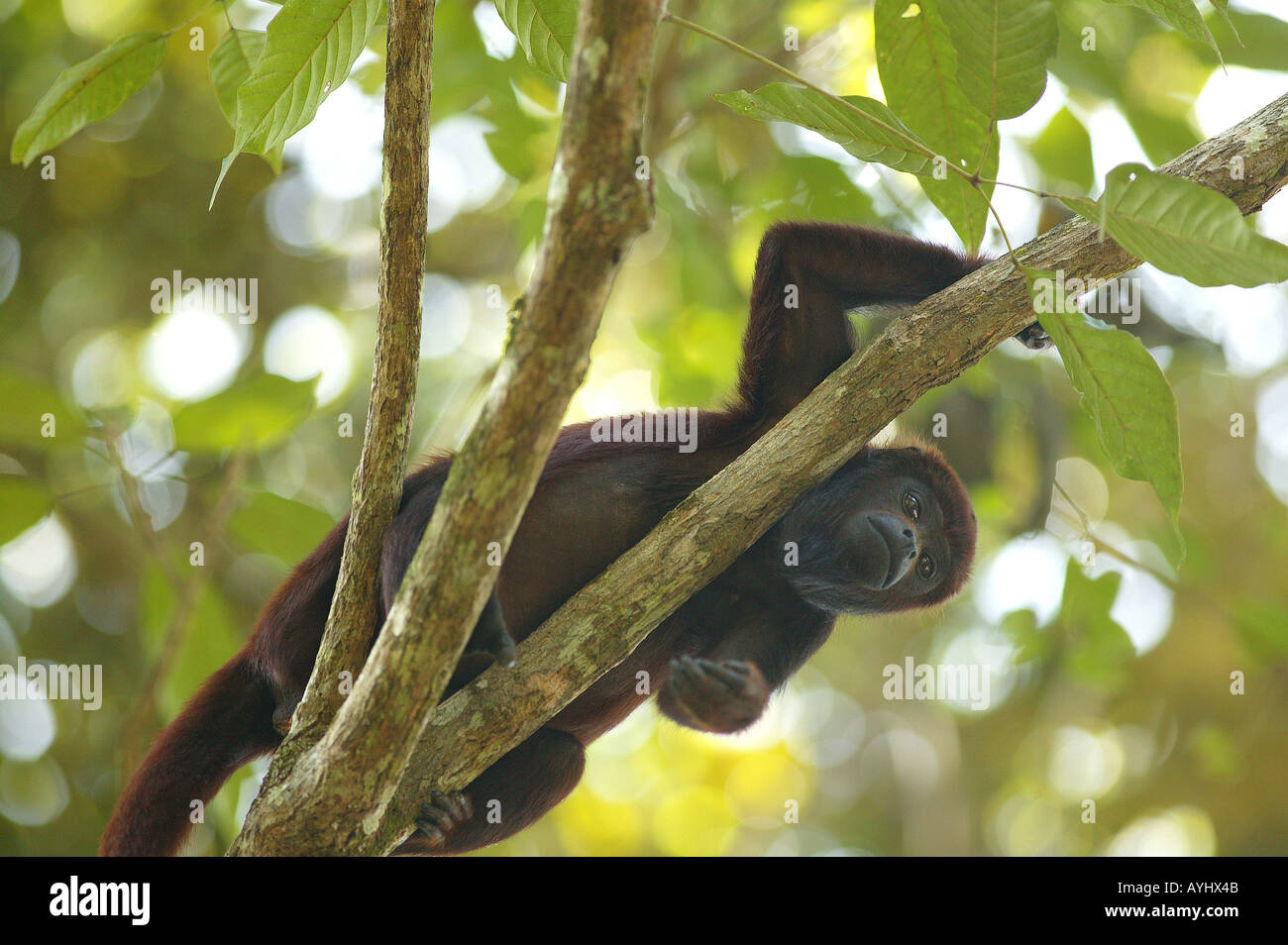 Ein Roter Bruellaffe Klettert in Den Baeumen Amazonas Stockfoto