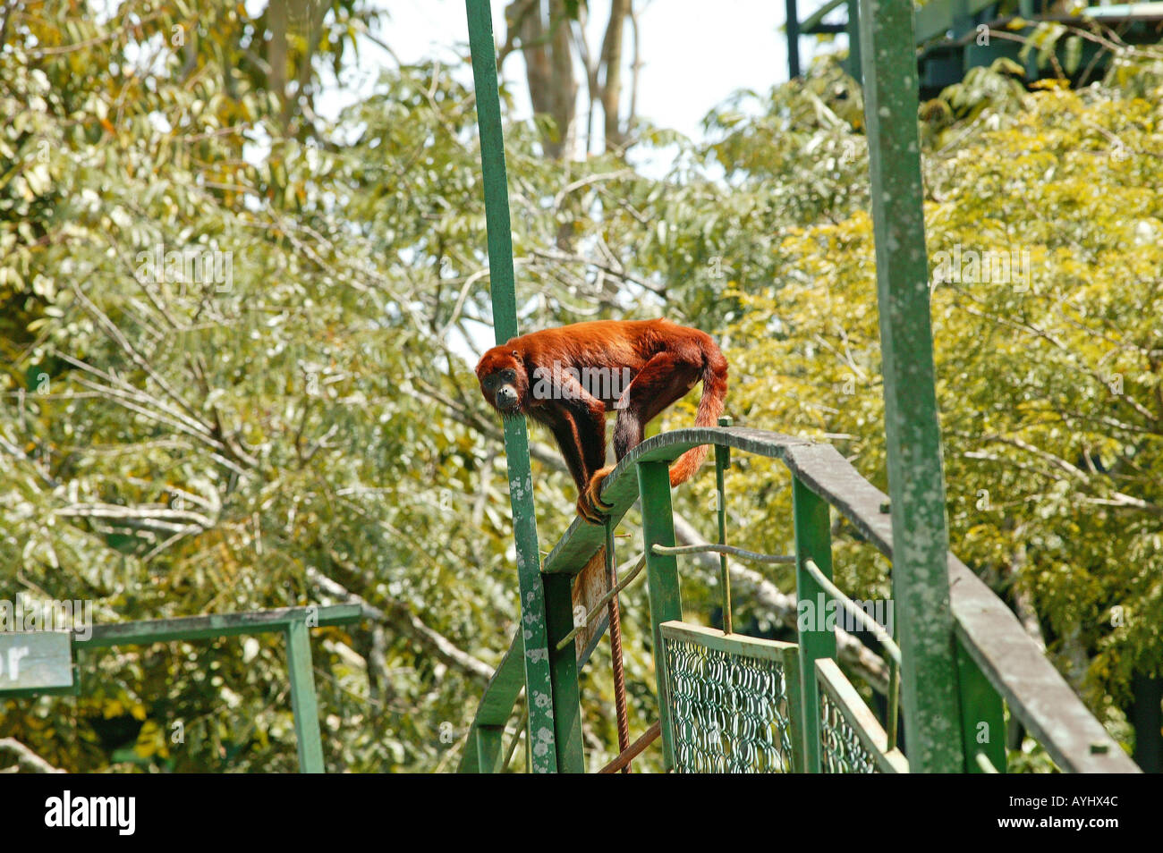 Roter Bruellaffe Klettert Auf Einem Gelaender Amazonas Stockfoto