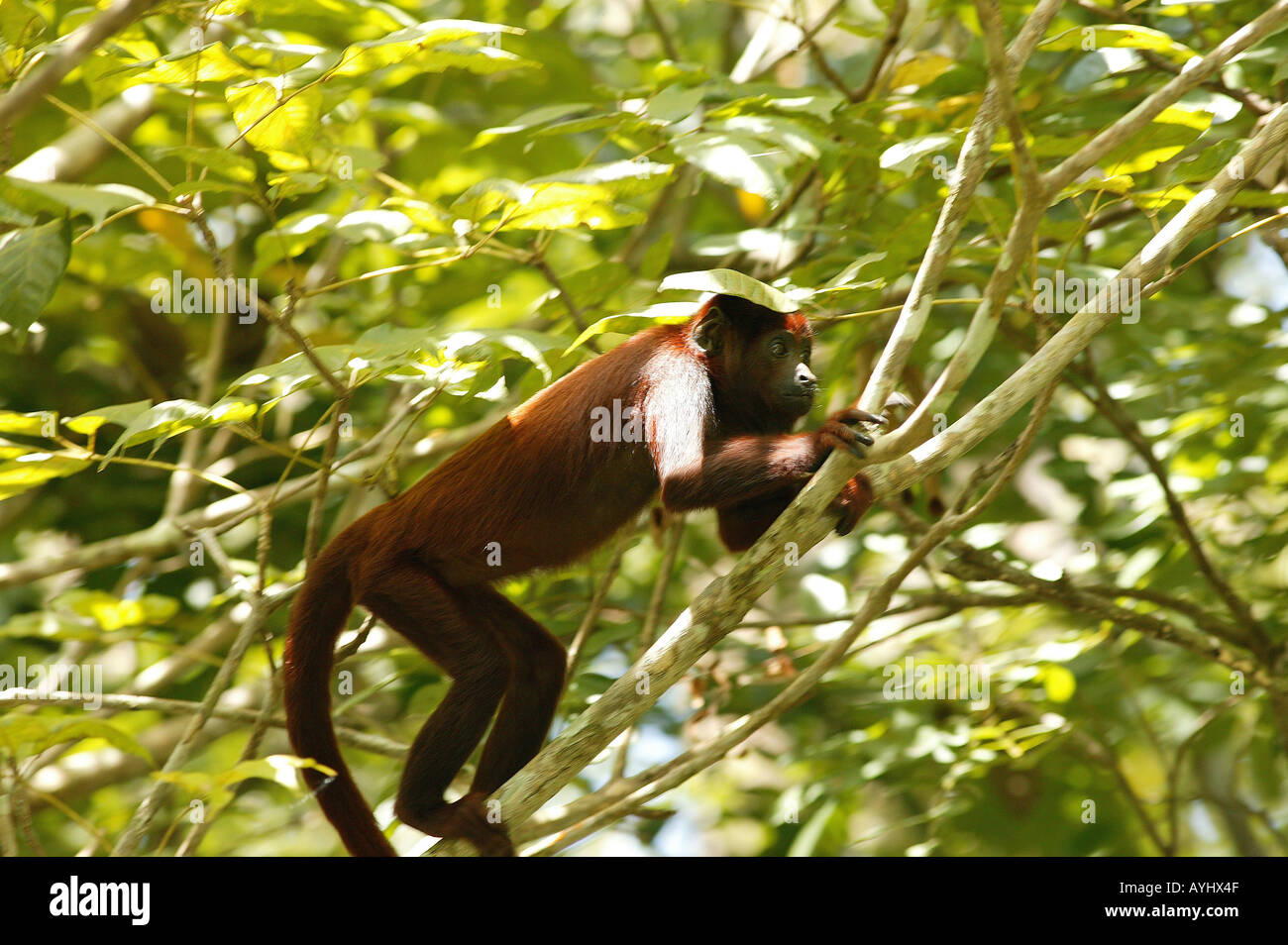 Roter Bruellaffe Amazonas Brasilien Stockfoto