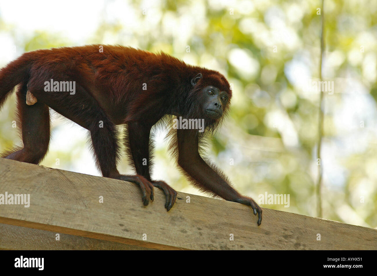 Roter Bruellaffe Klettert Auf Einem Gelaender Amazonas Brasilien Stockfoto
