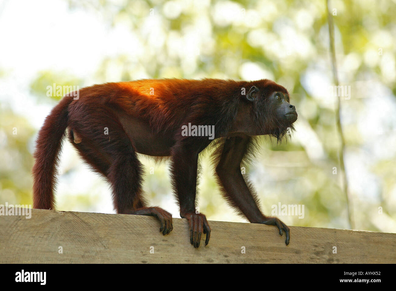Roter Bruellaffe Klettert Auf Einem Gelaender Amazonas Brasilien Stockfoto