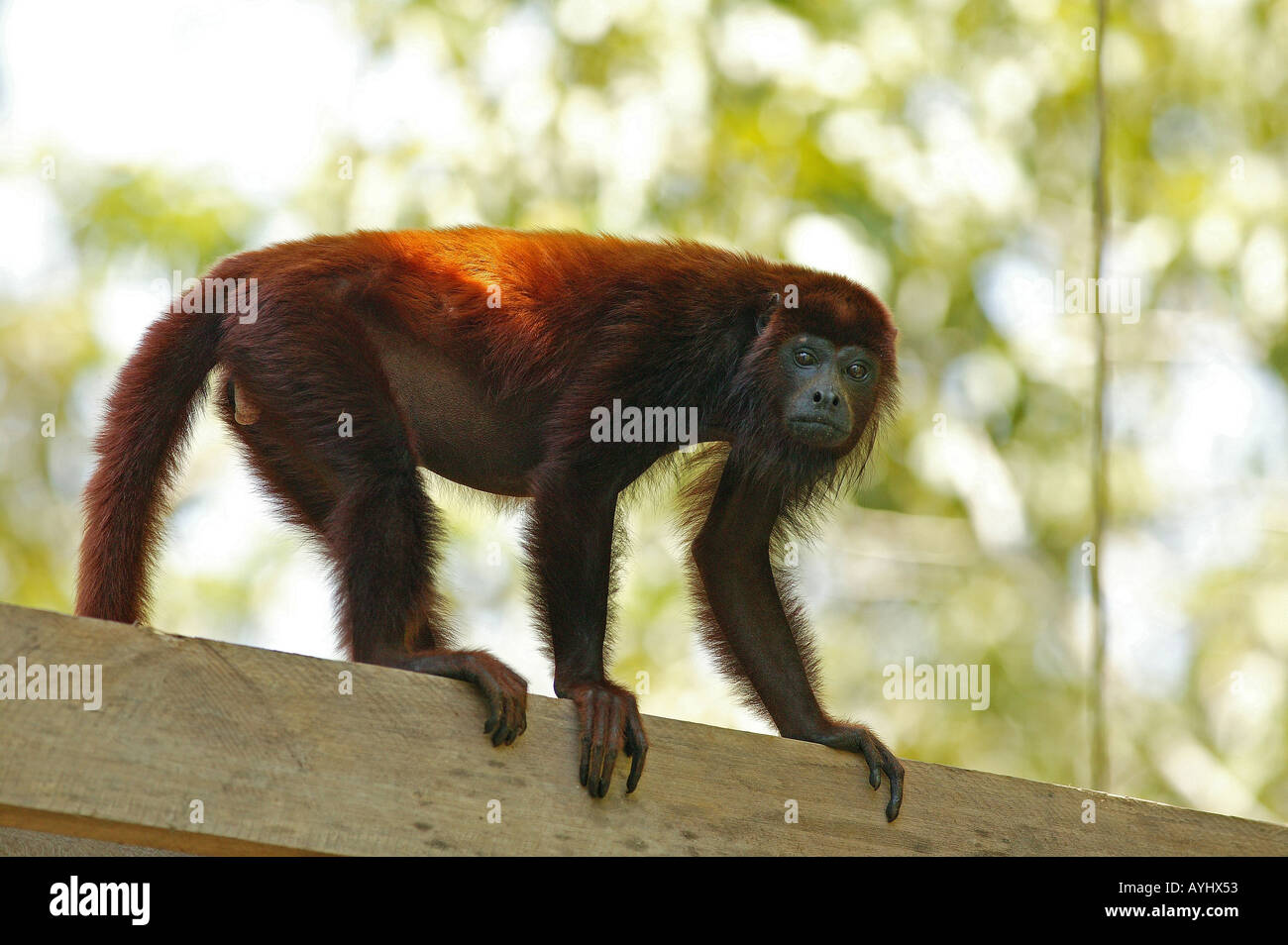 Roter Bruellaffe Klettert Auf Einem Gelaender Amazonas Brasilien Stockfoto