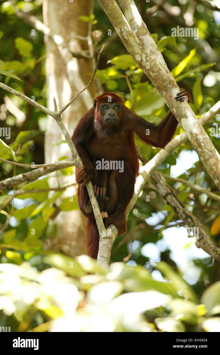Roter Bruellaffe Amazonas Brasilien Stockfoto