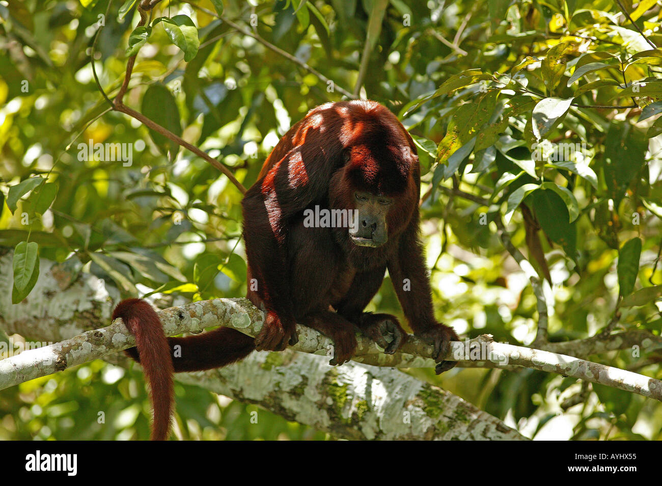 Roter Bruellaffe Amazonas Brasilien Stockfoto