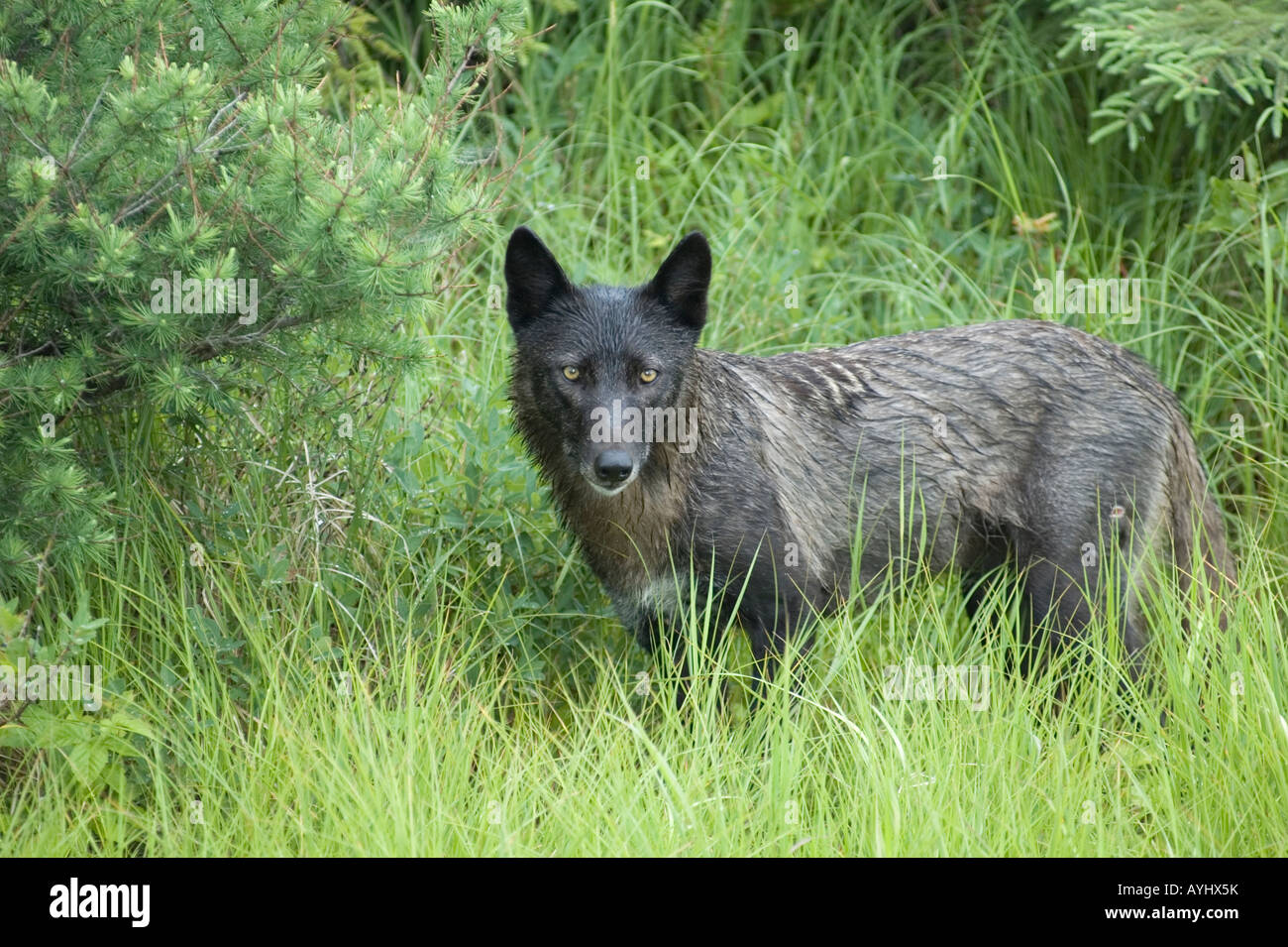 schwarzer Wolf auf der Wiese Stockfoto