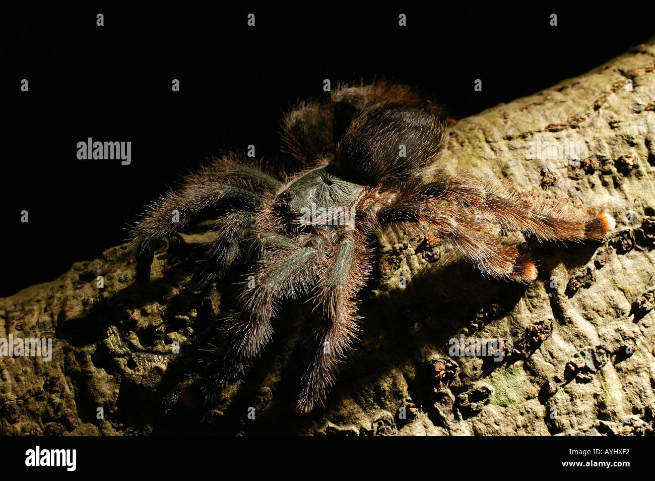 Rotfuss-Vogelspinne Amazonas Brasilien Stockfoto