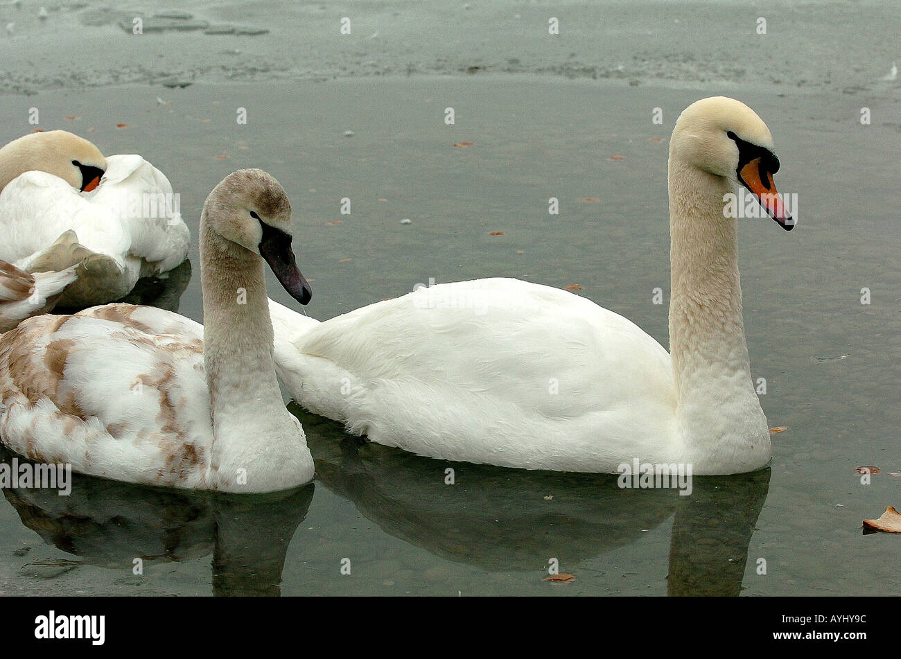 Schwanenfamilie Stockfoto