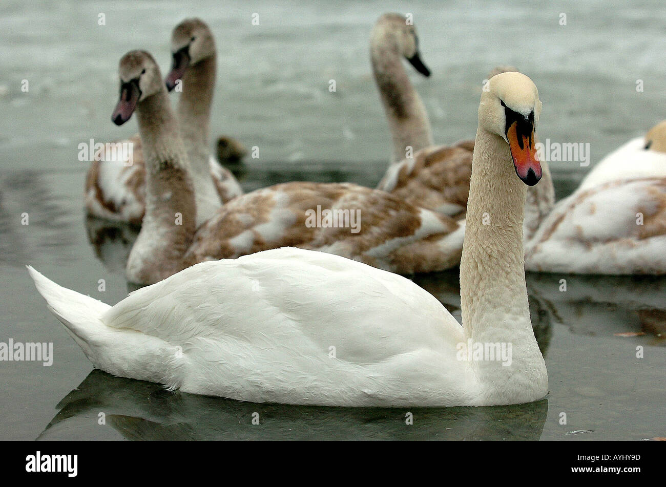 Schwanenfamilie Stockfoto