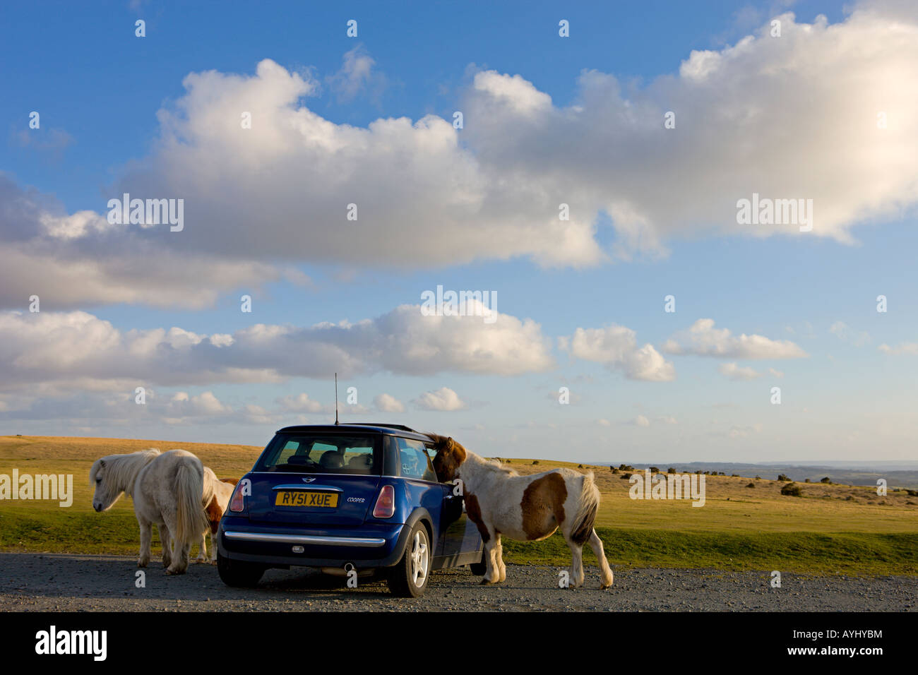 Neugierig Shetlandponys nehmen eine näheren Untersuchung dieses Auto geparkt in Dartmoor Ausflugsort Devon England Stockfoto