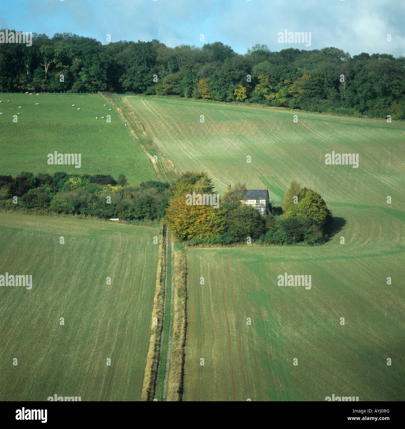 Jahreszeiten-Serie von vier Feldern bei Vernham Dean Hampshire Oktober Sämling Getreide Stockfoto
