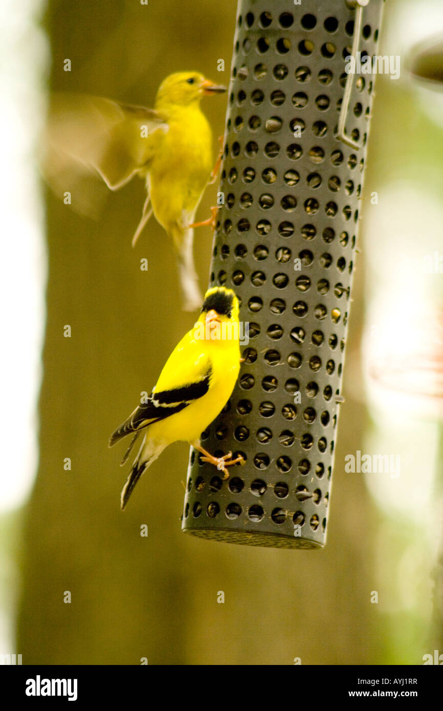 Amerikanische Stieglitz Zuchtjahr Tristis Essen im freien Feeder. Danbury Wisconsin USA Stockfoto