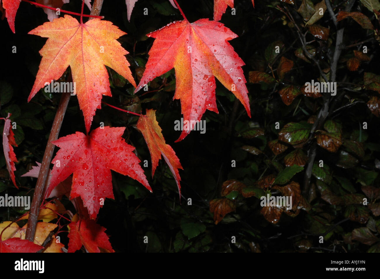 rot-Ahorn Blätter im Herbst Stockfoto