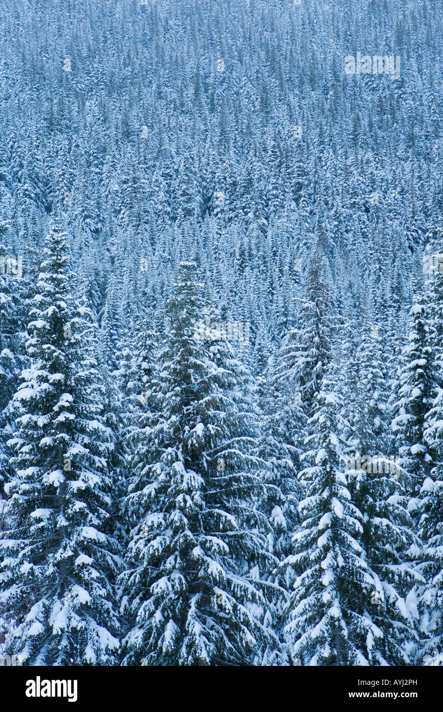 Eine schneebedeckte Nadelwald in die zentrale Kaskaden von Washington State Stockfoto
