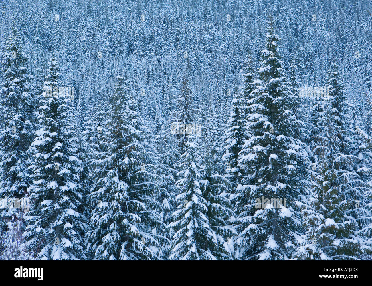 Nadelwald in die Central Cascades Washington State Stockfoto