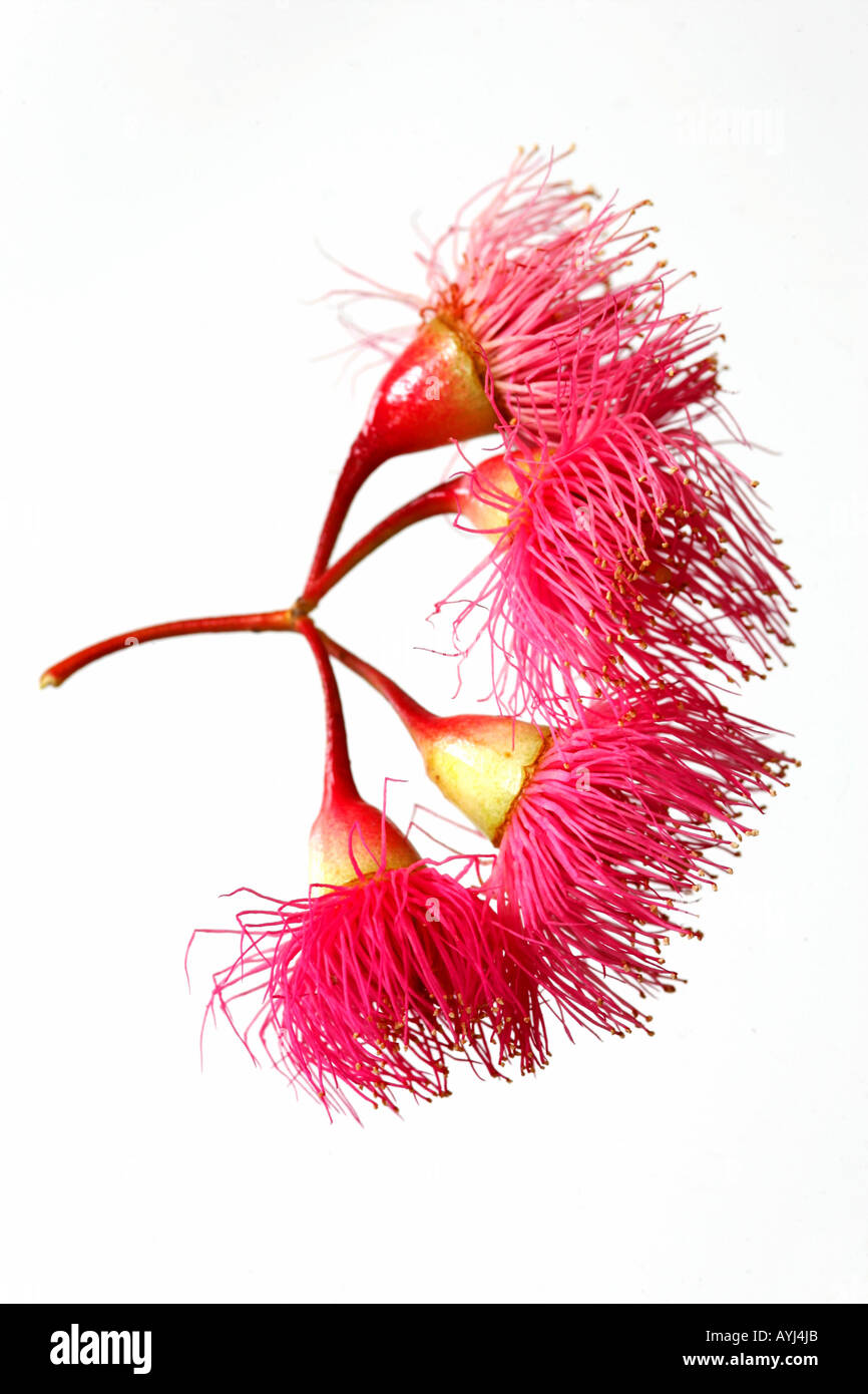 Flora y fauna de australia Ausgeschnittene Stockfotos und bilder Alamy