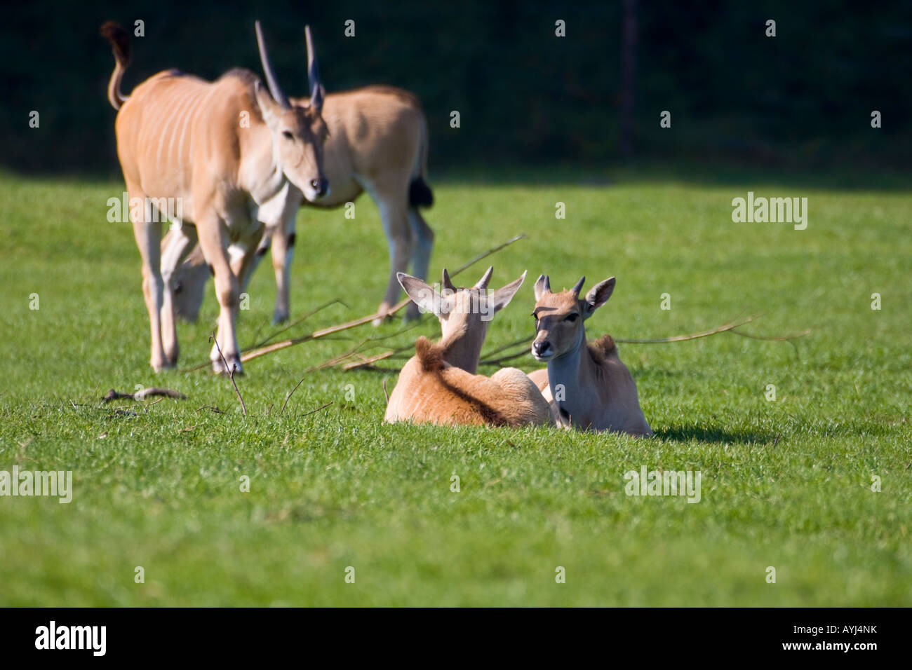 Gemeinsame Eland Baby - Tragelaphus Oryx Stockfoto