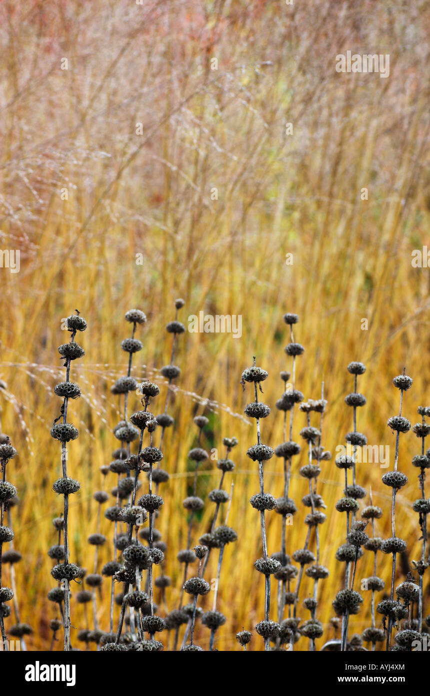 Phlomis Tuberosa 'Amazone', vorn; Molinia Caerulea Subsp Arundinacea 'Karl Foerster', hinten. Stockfoto
